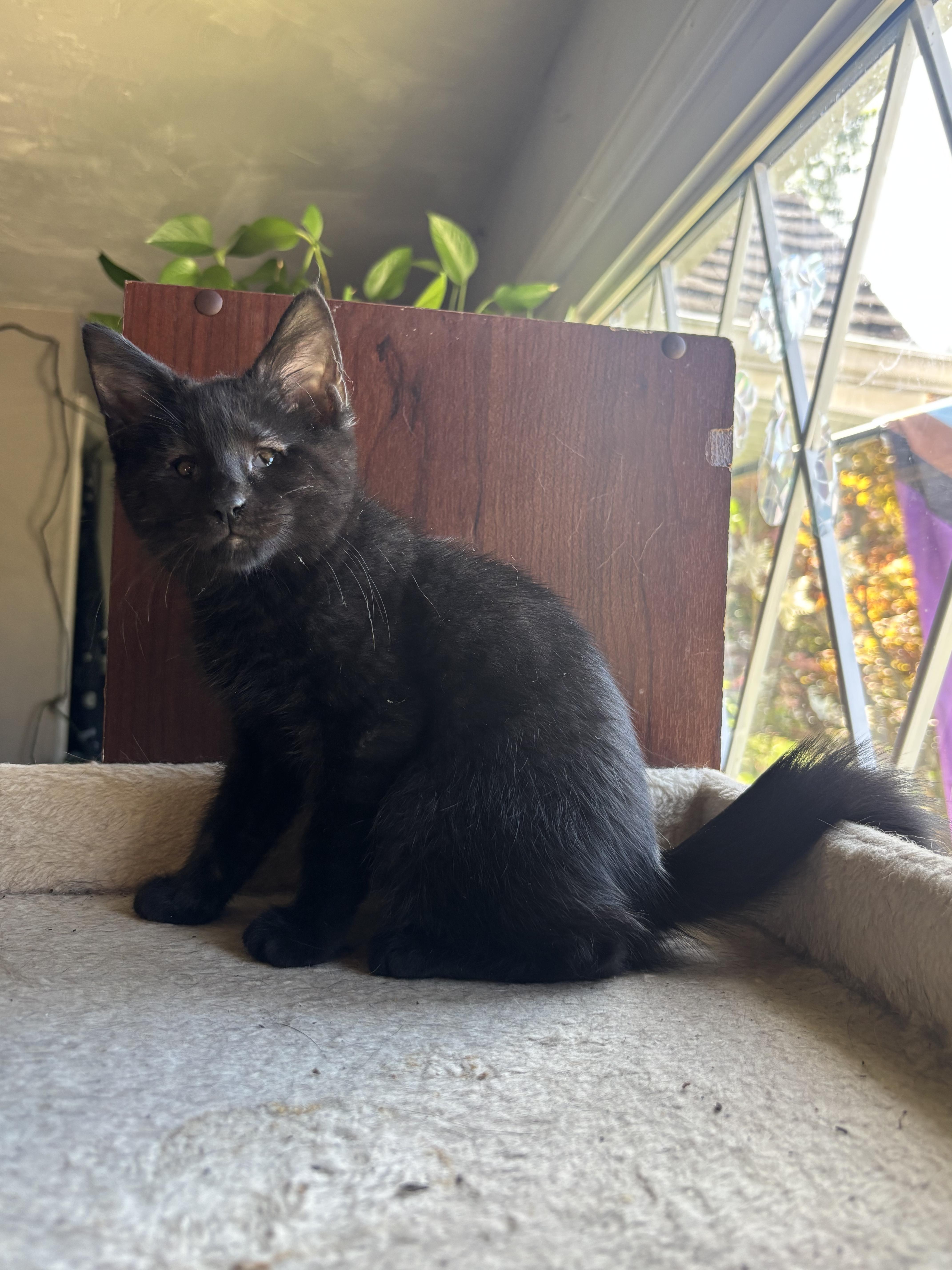 Enlarge Andy Bear, a ADOPTABLE Domestic Short Hair in Haddon Heights, NJ image 2/4