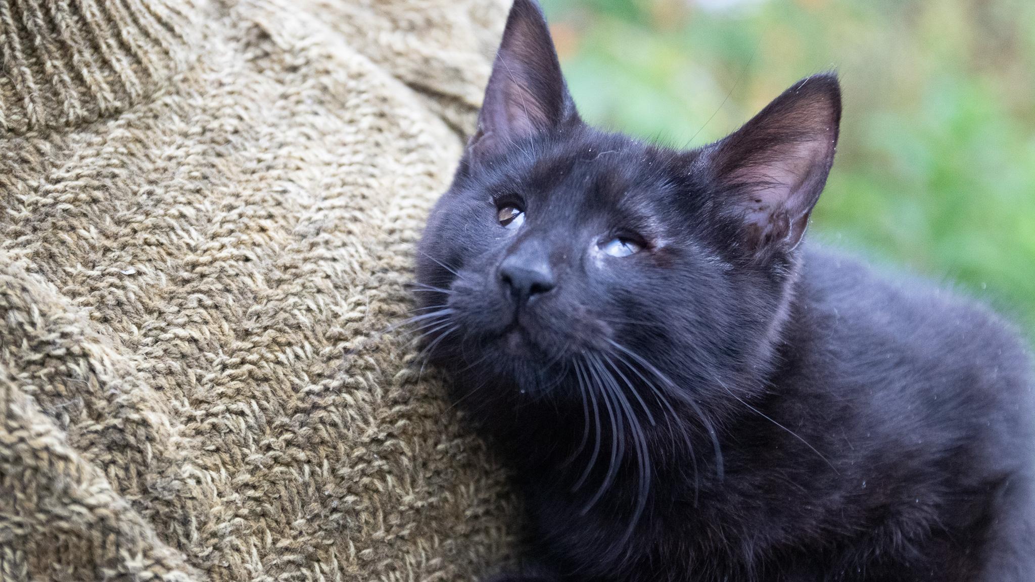Enlarge Andy Bear, a Adopted Domestic Short Hair in Haddon Heights, NJ image 3/6