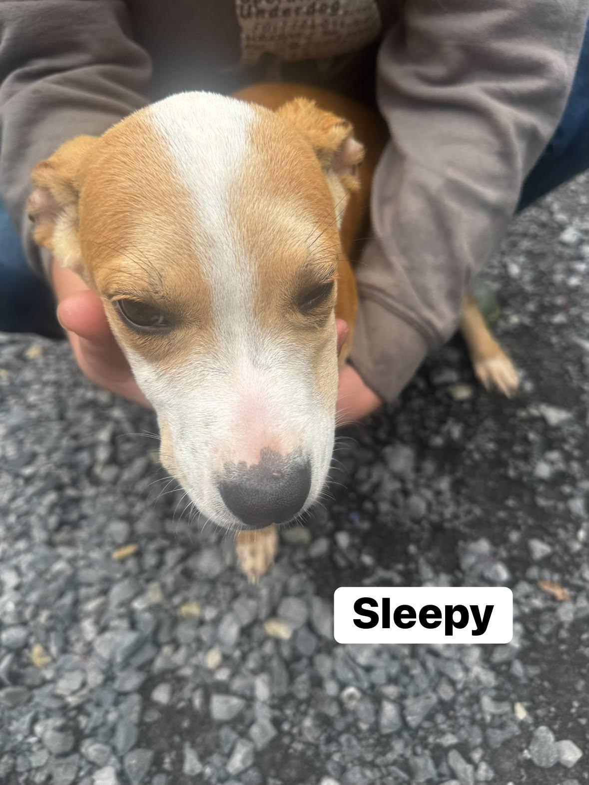 Sleepy (13wo, 20lbs), Adoptable, Puppy Male Hound.