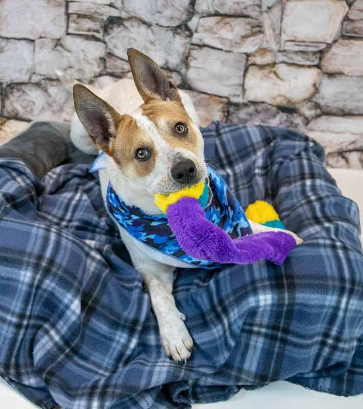 Enlarge Cody, an adoptable mixed breed in Kennesaw, GA image 2/6