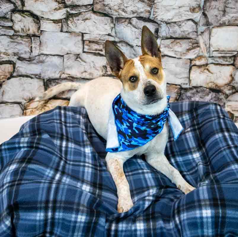 Enlarge Cody, an adoptable mixed breed in Kennesaw, GA image 5/6