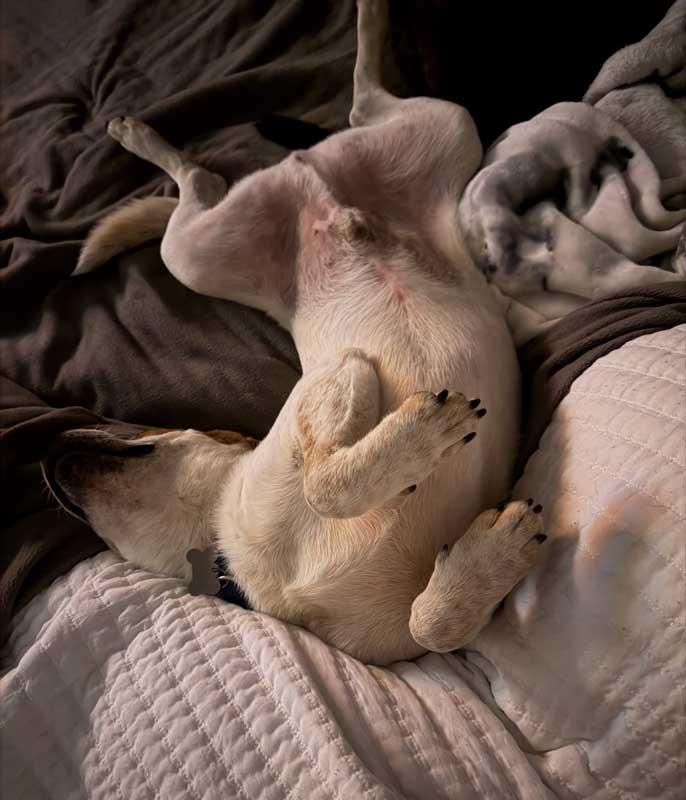 Enlarge Cody, an adoptable mixed breed in Kennesaw, GA image 3/6