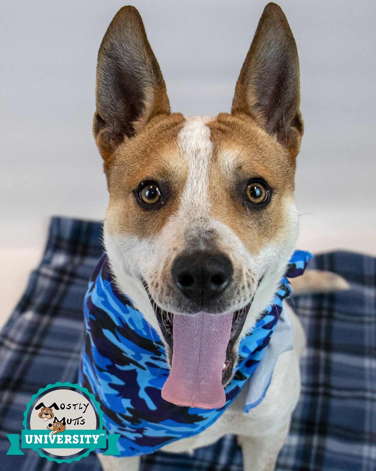 Enlarge Cody, an adoptable mixed breed in Kennesaw, GA image 1/6