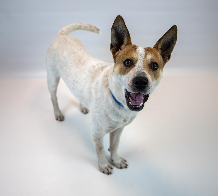 Enlarge Cody, an adoptable mixed breed in Kennesaw, GA image 4/6