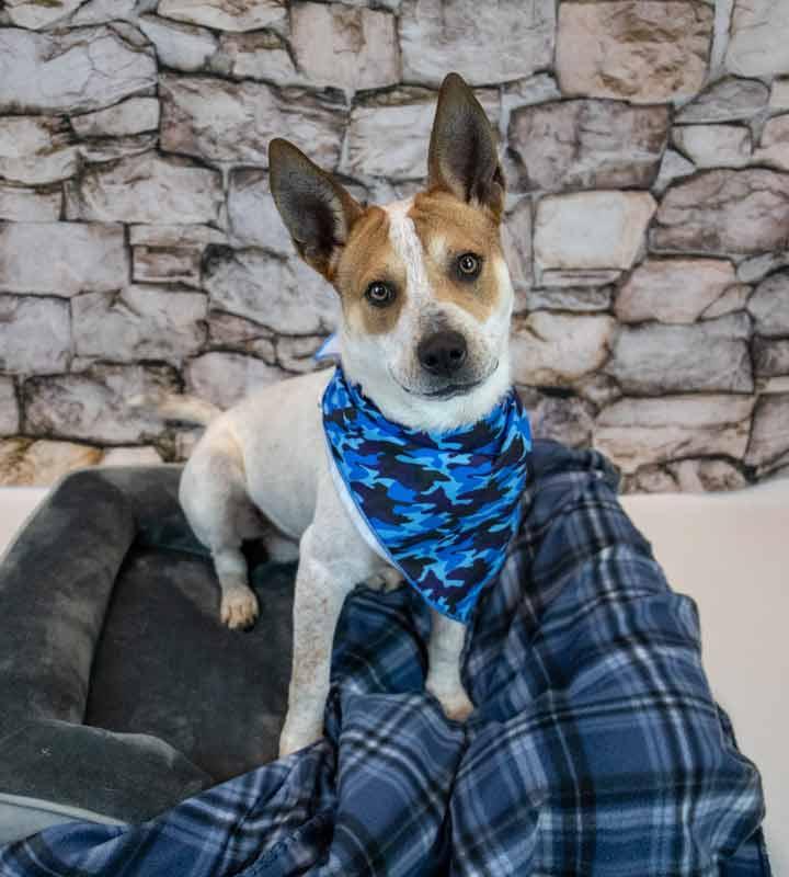 Enlarge Cody, an adoptable mixed breed in Kennesaw, GA image 6/6