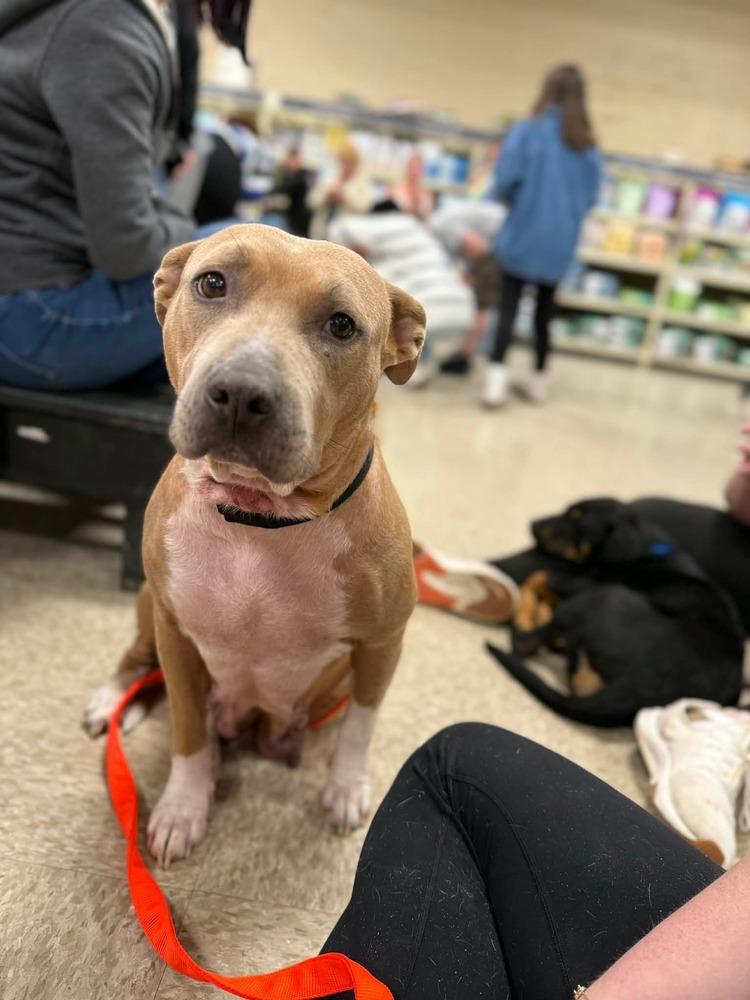 Enlarge Myra  ( 2025), a Adoptable mixed breed in Wenonah, NJ image 1/3