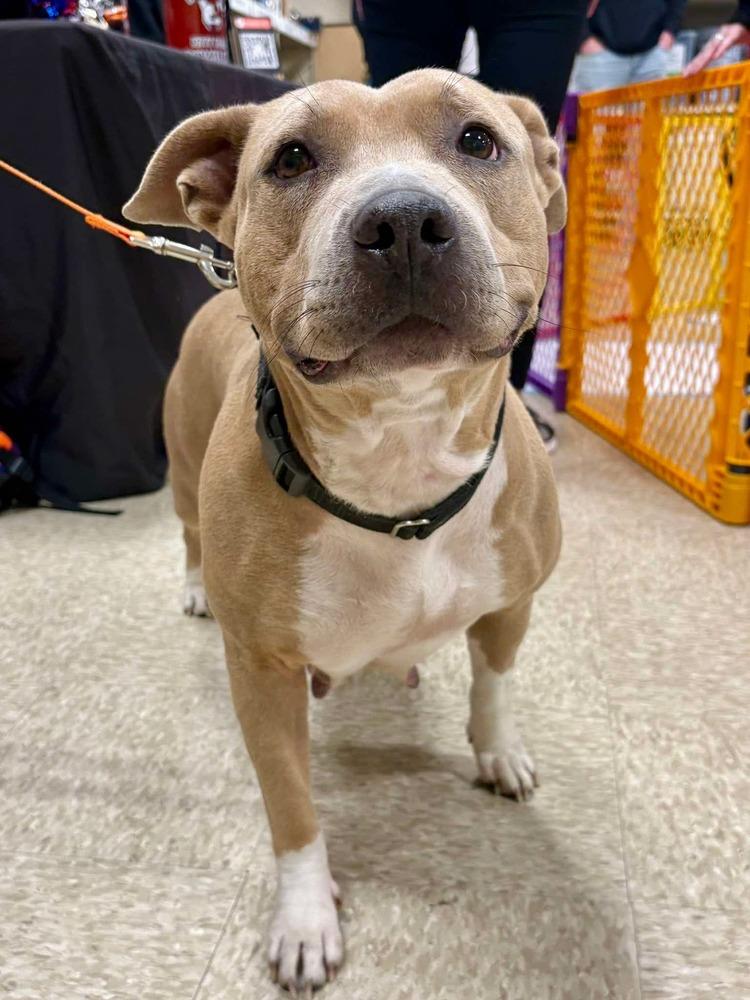 Enlarge Myra  ( 2025), a Adoptable mixed breed in Wenonah, NJ image 2/3