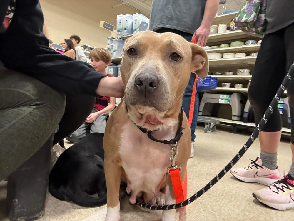 Enlarge Myra  ( 2025), a Adoptable mixed breed in Wenonah, NJ image 3/3