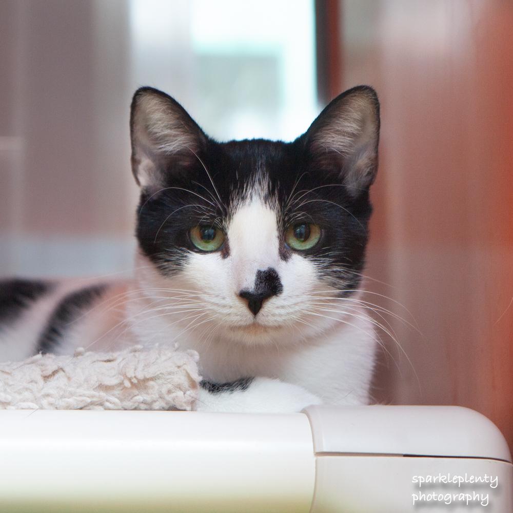 Bruce, adoptable, Young Male Domestic Short Hair.
