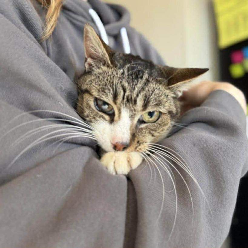 Tilly — thumbnail 2