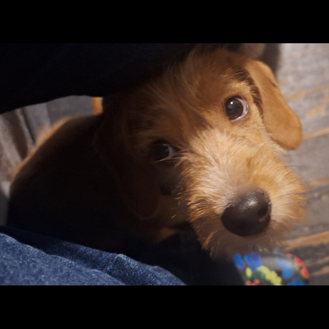 Enlarge Java, a Adoptable mixed breed in Mobile , AL image 3/5
