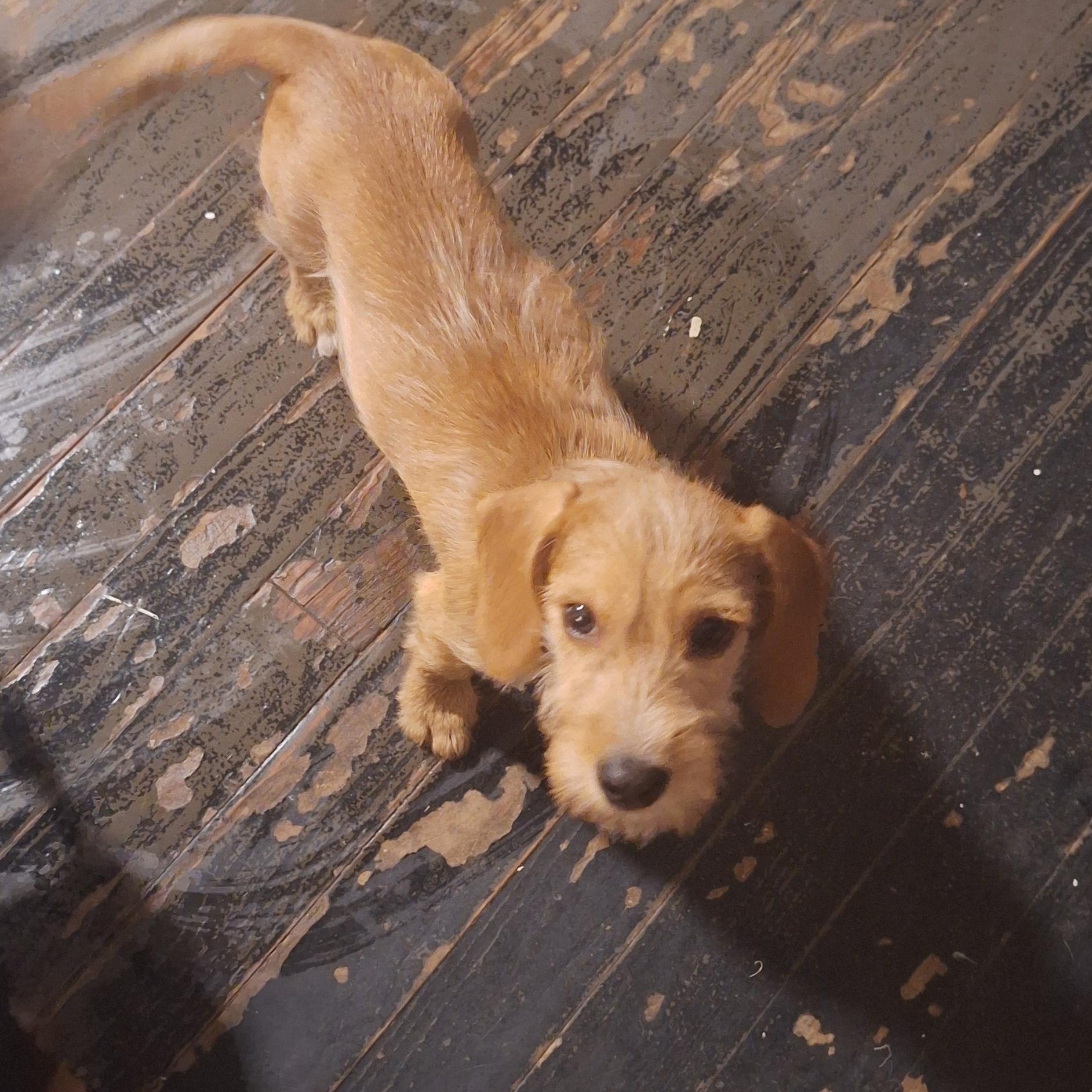 Enlarge Java, a Adoptable mixed breed in Mobile , AL image 5/5
