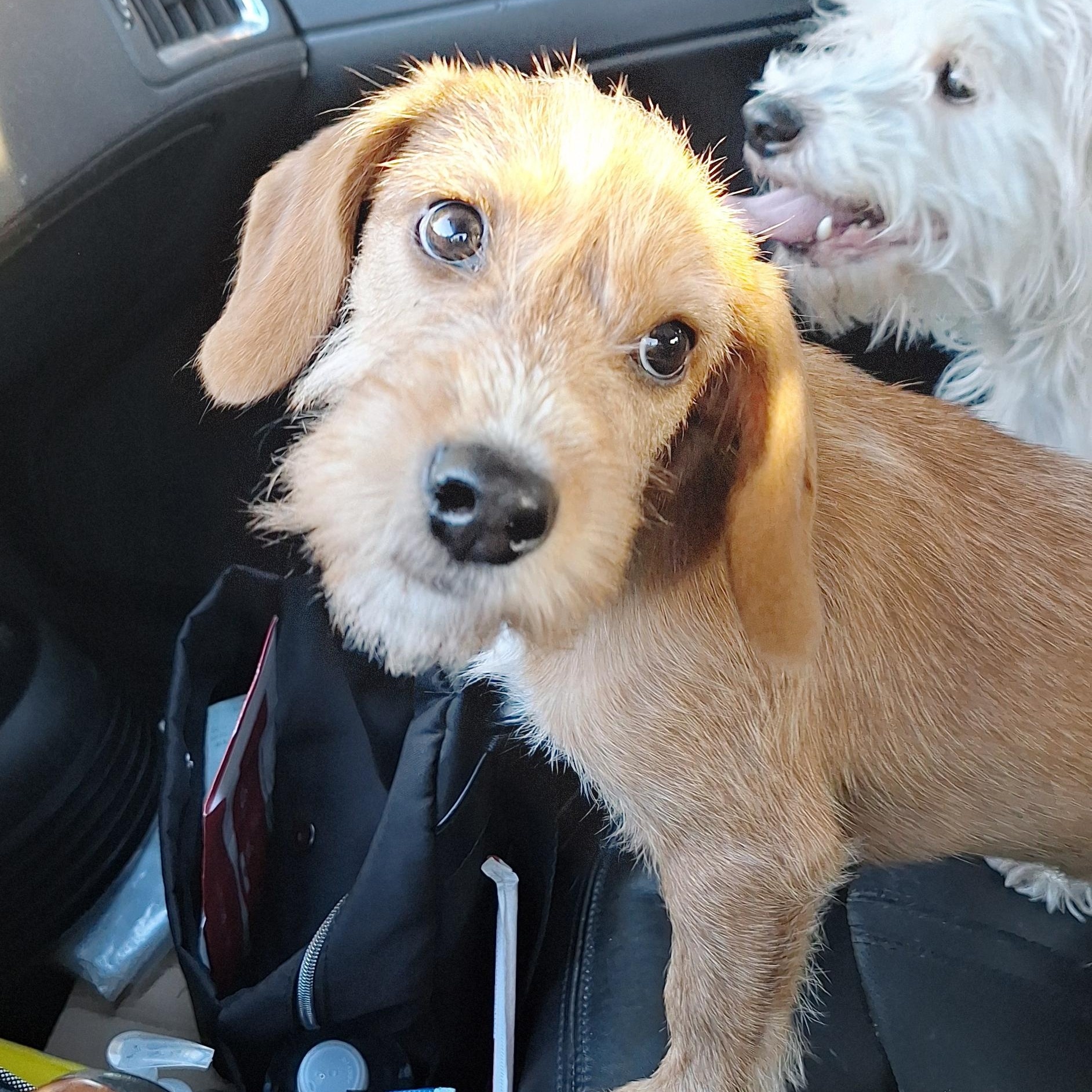 Java, Adoptable, Puppy Male Beagle & Yorkshire Terrier.
