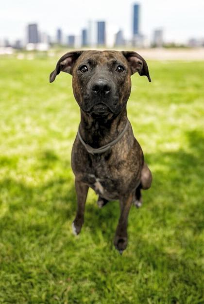 Kaia, Adoptable, Adult Female Terrier & Mixed Breed.