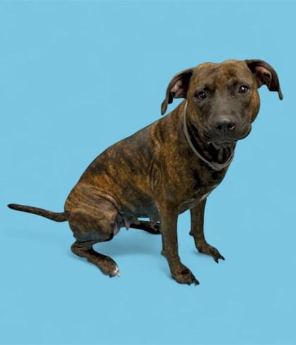 Enlarge Kaia, a Adoptable mixed breed in Gulfport, MS image 2/3