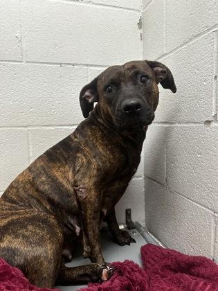 Kaia, Adoptable, Adult Female Terrier & Mixed Breed.