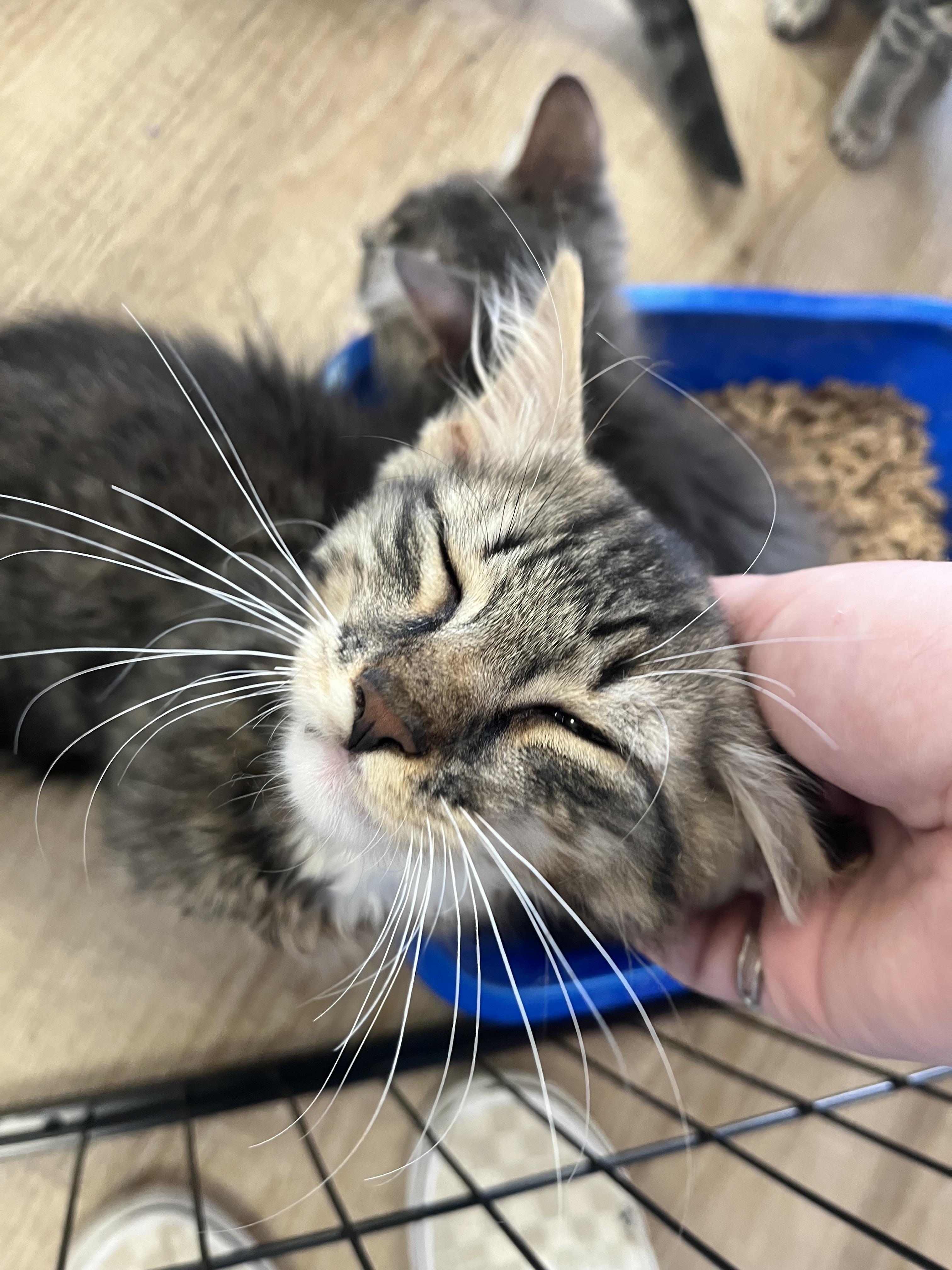 Enlarge Jonah, a Adoptable Domestic Long Hair in Sussex, NJ image 1/3