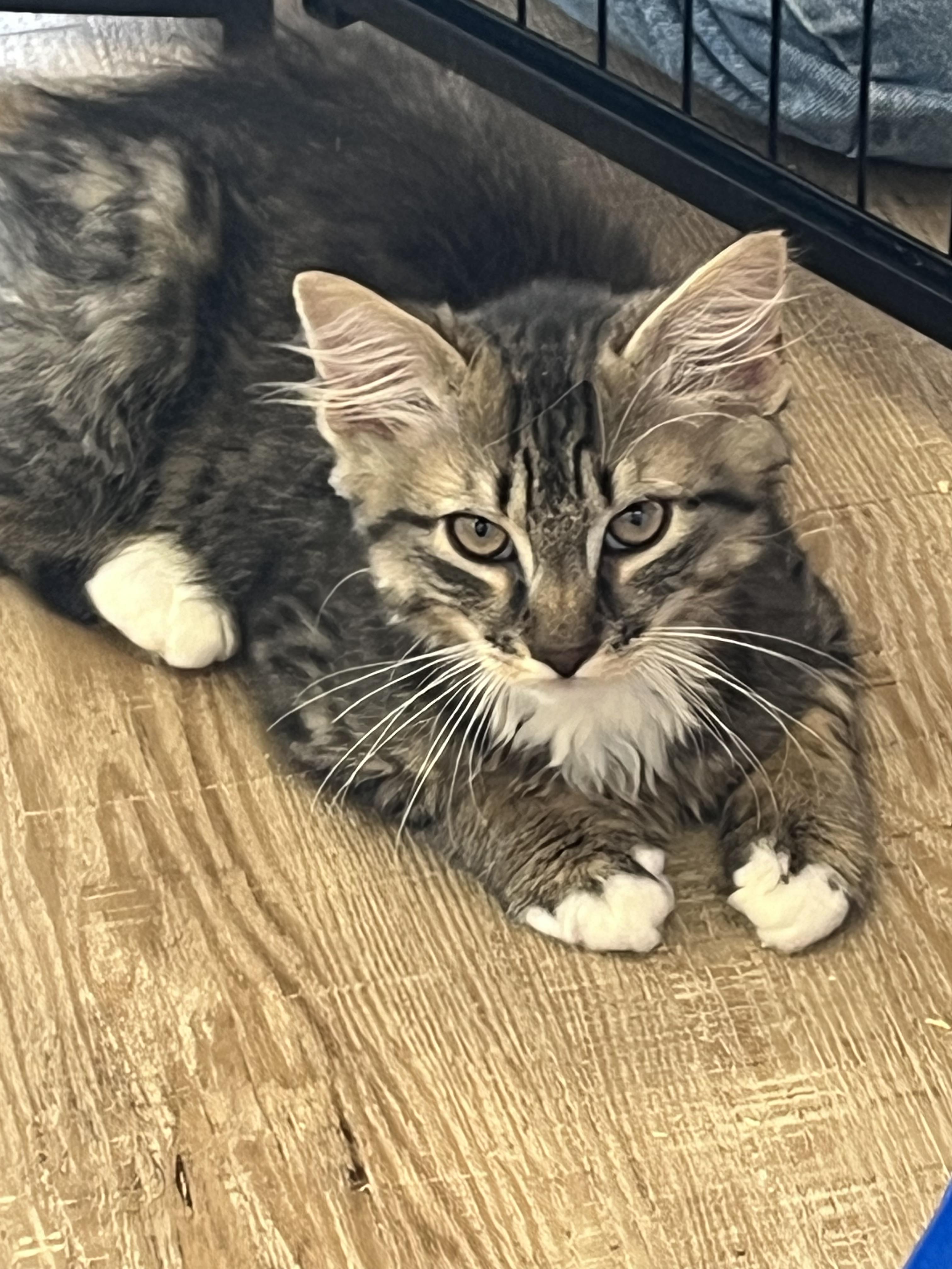 Enlarge Jonah, a Adoptable Domestic Long Hair in Sussex, NJ image 2/3