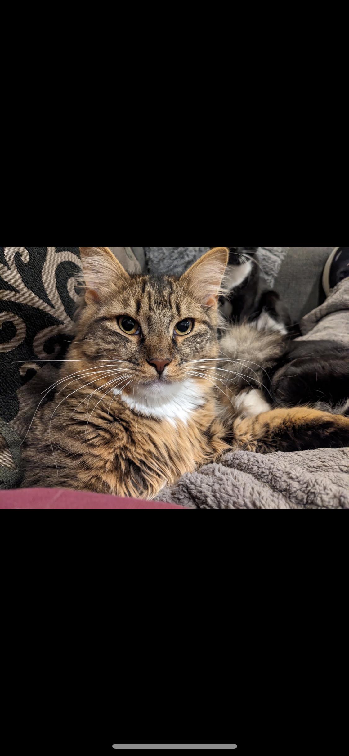 Enlarge Jonah, a Adoptable Domestic Long Hair in Sussex, NJ image 1/3