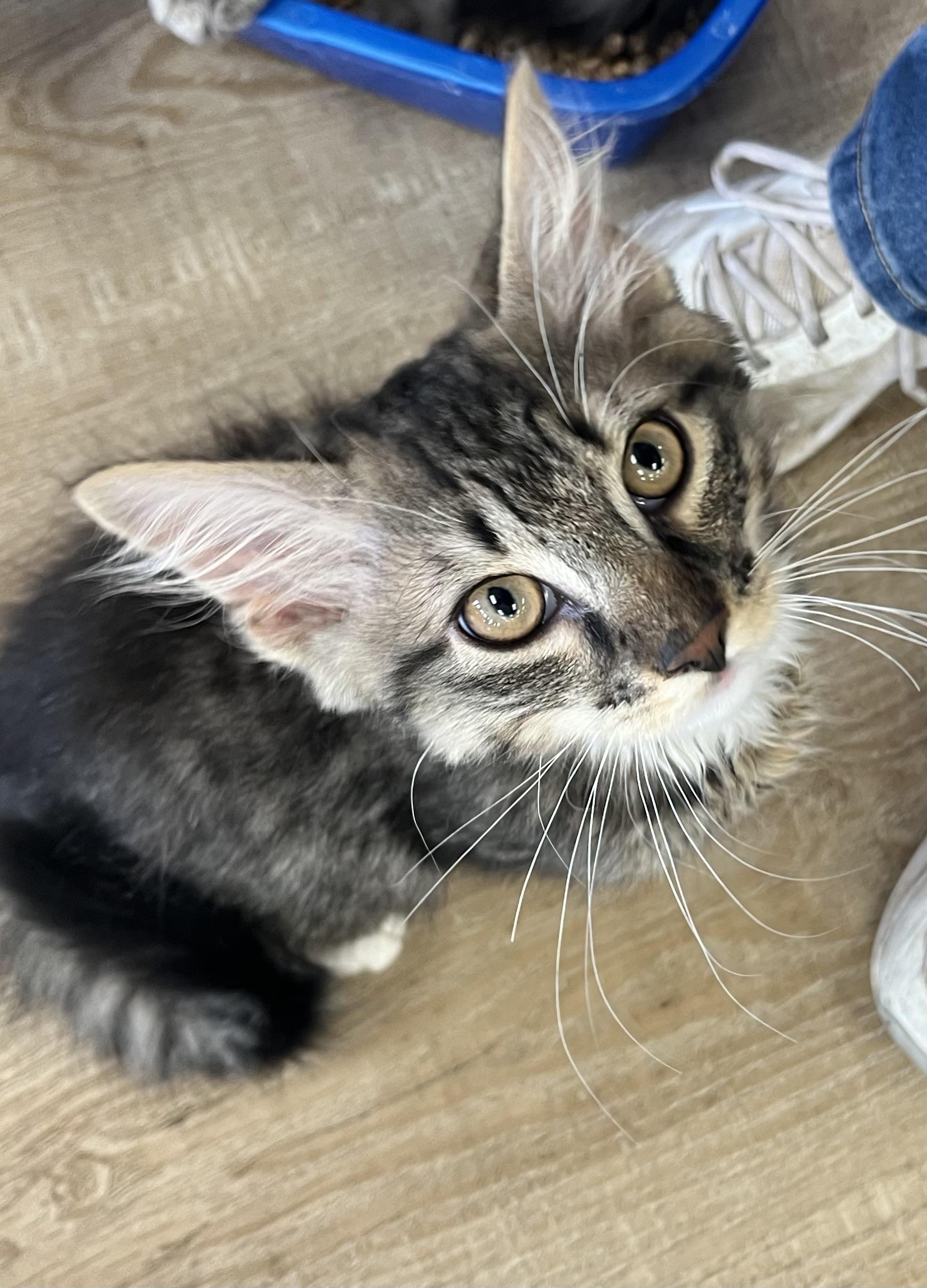 Enlarge Jonah, a Adoptable Domestic Long Hair in Sussex, NJ image 3/3