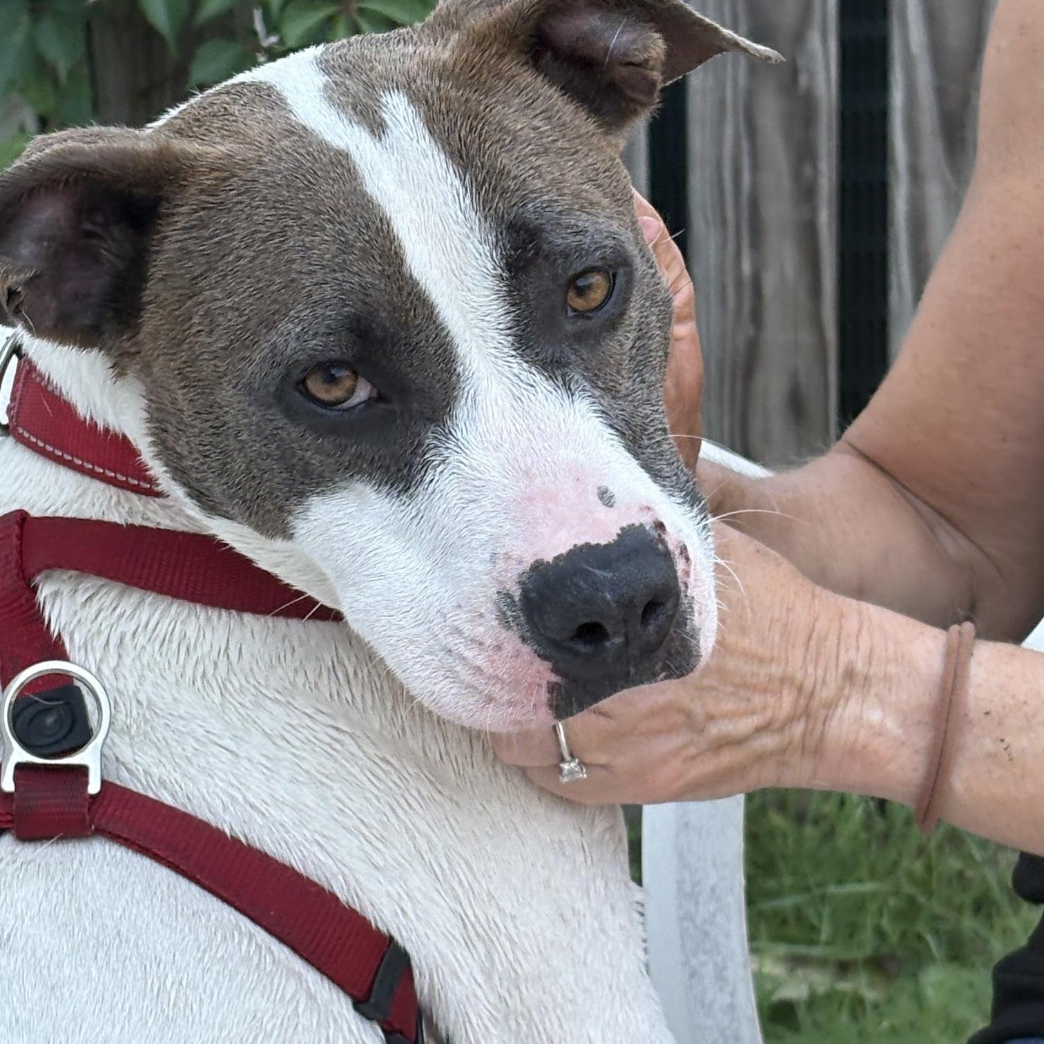Enlarge Nancy, a Adoptable mixed breed in Ellicott City, MD image 3/5