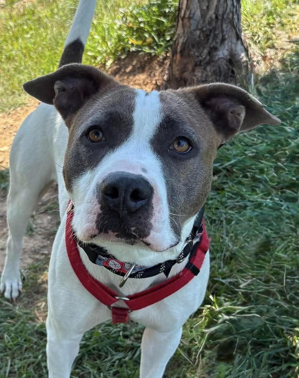 Enlarge Nancy, a Adoptable mixed breed in Ellicott City, MD image 2/5