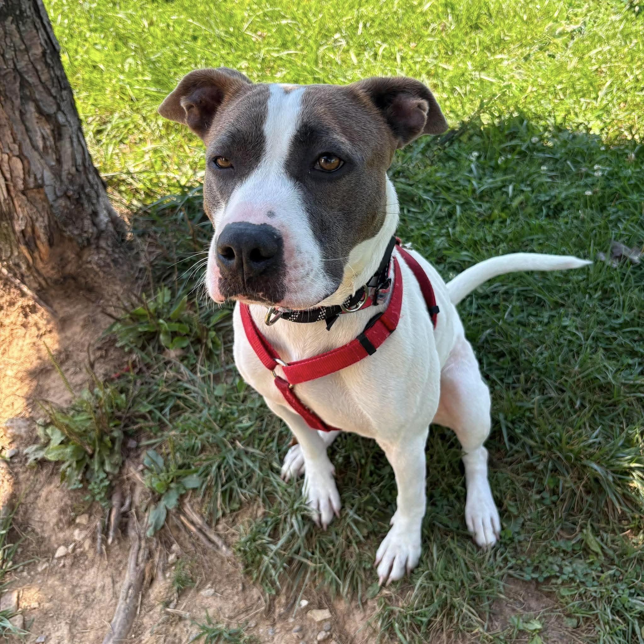 Nancy, Adoptable, Adult Female American Staffordshire Terrier.