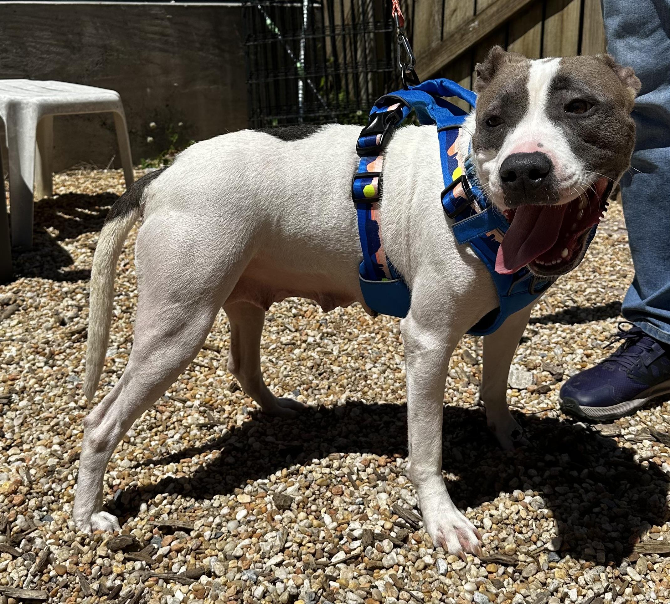Enlarge Nancy, a Adoptable mixed breed in Ellicott City, MD image 4/5