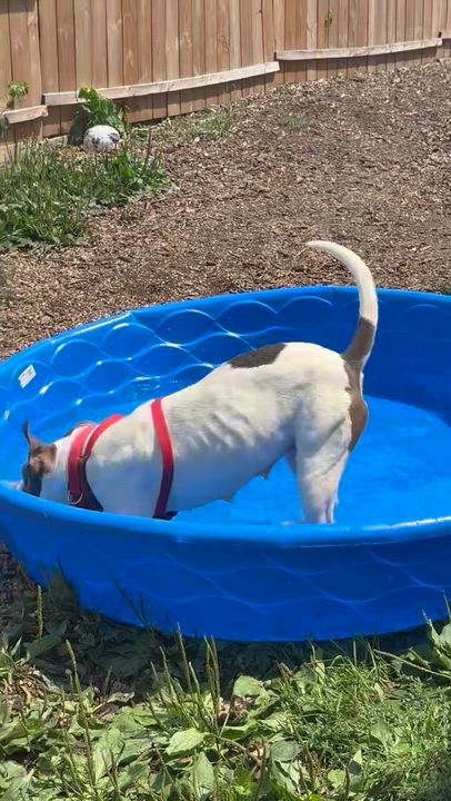 Enlarge Nancy, a Adoptable mixed breed in Ellicott City, MD video 5/5