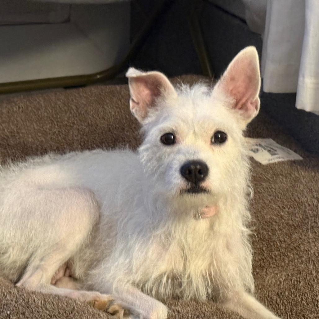 Betsie, Adoptable, Adult Female Wirehaired Terrier.