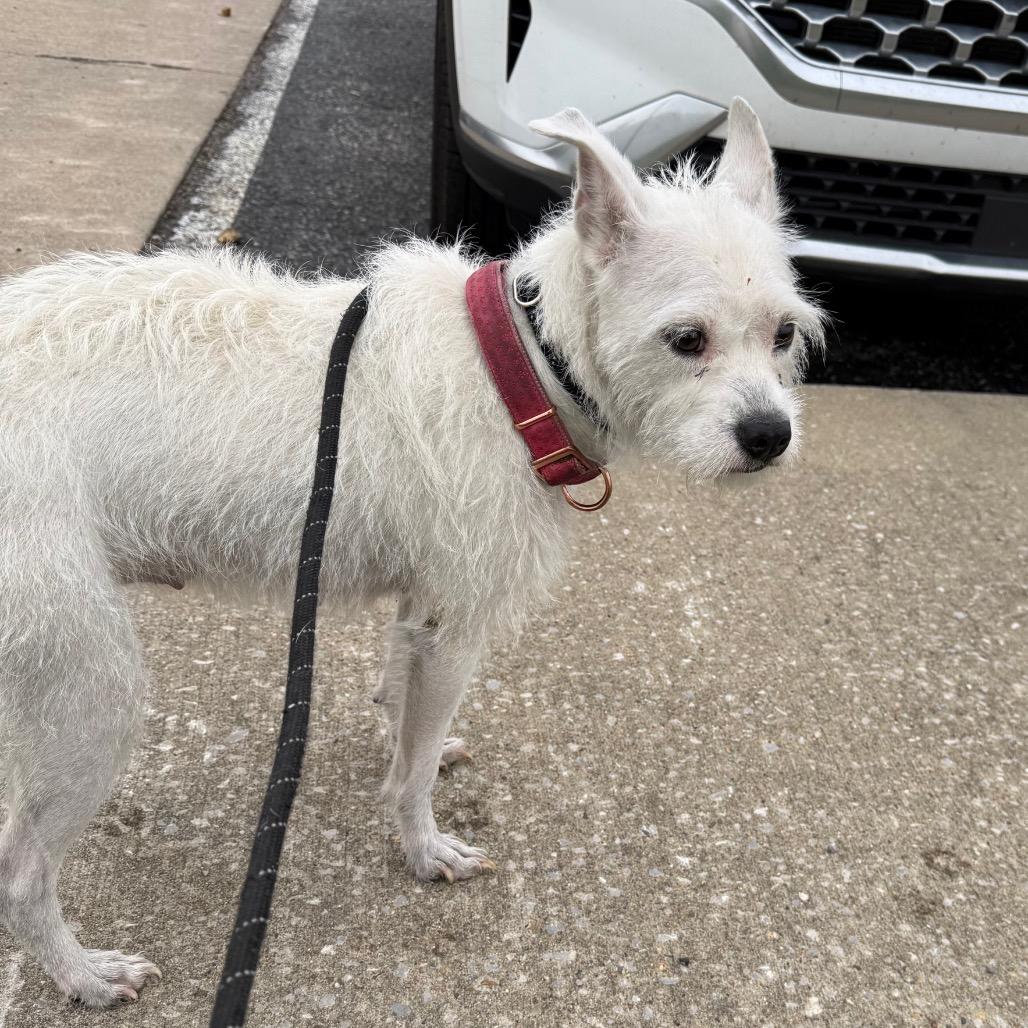 Betsie, a Adoptable Wirehaired Terrier in Southside, TN image 3/4
