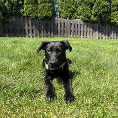 Enlarge Weber, an adopted Mixed Breed in Schaumburg, IL image 3/4