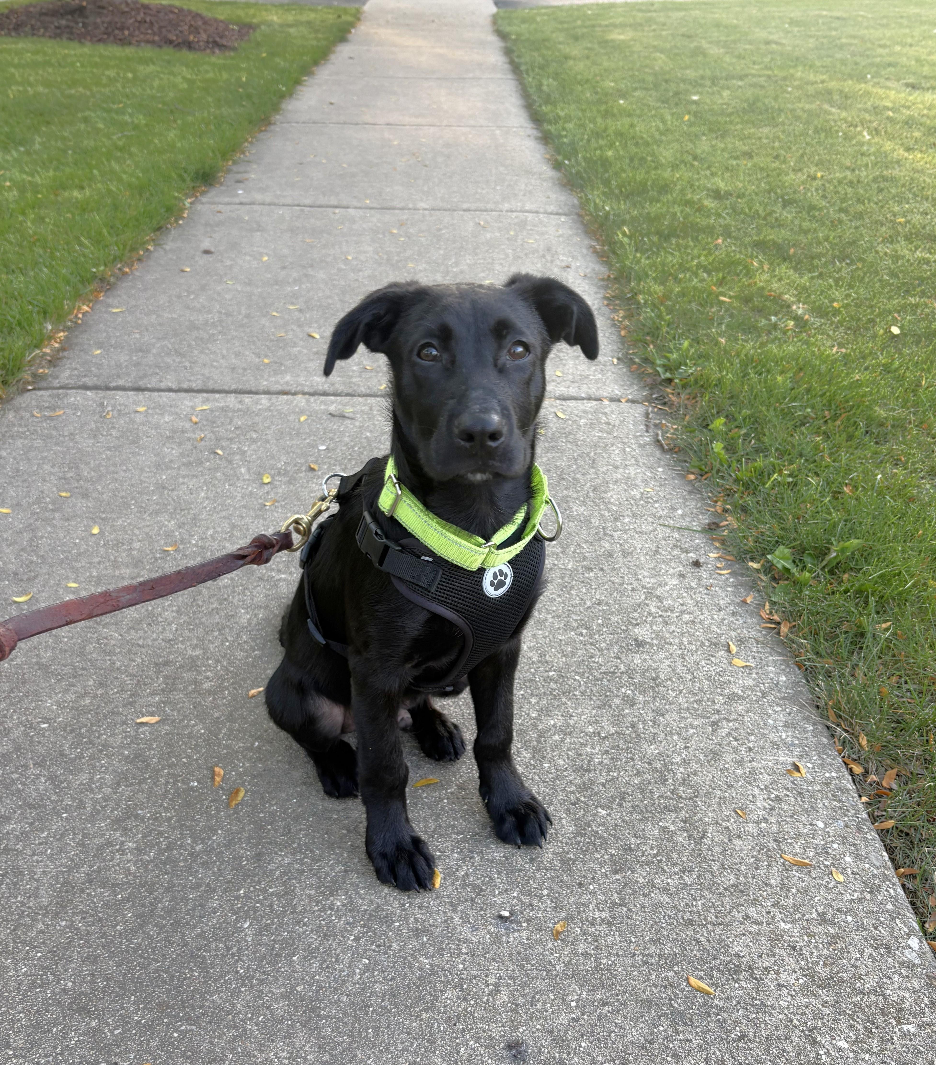 Enlarge Weber, an adopted Mixed Breed in Schaumburg, IL image 2/4