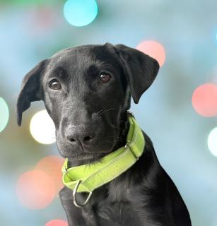 Enlarge Weber, an adopted Mixed Breed in Schaumburg, IL image 1/4
