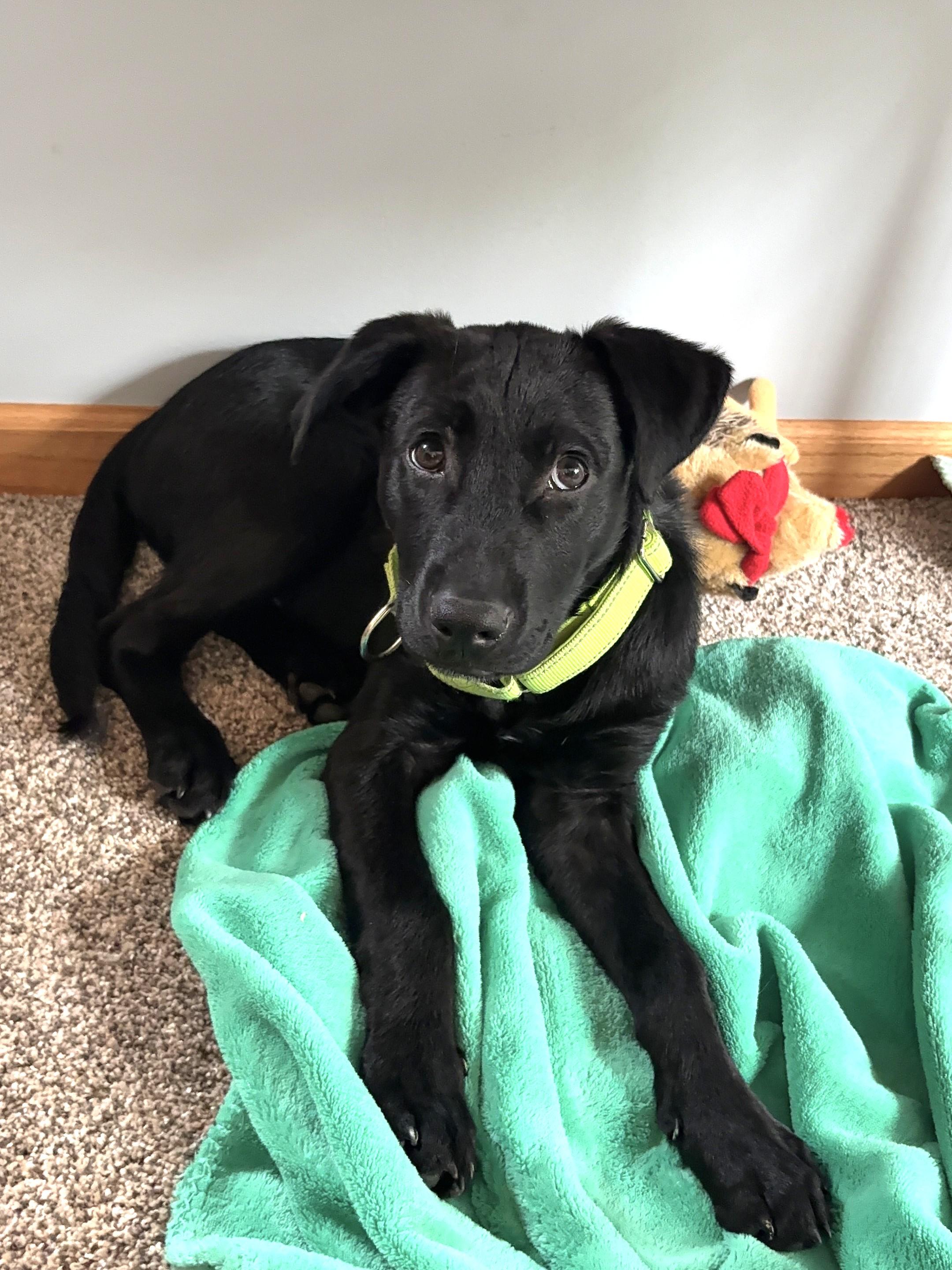 Enlarge Weber, an adopted Mixed Breed in Schaumburg, IL image 4/4