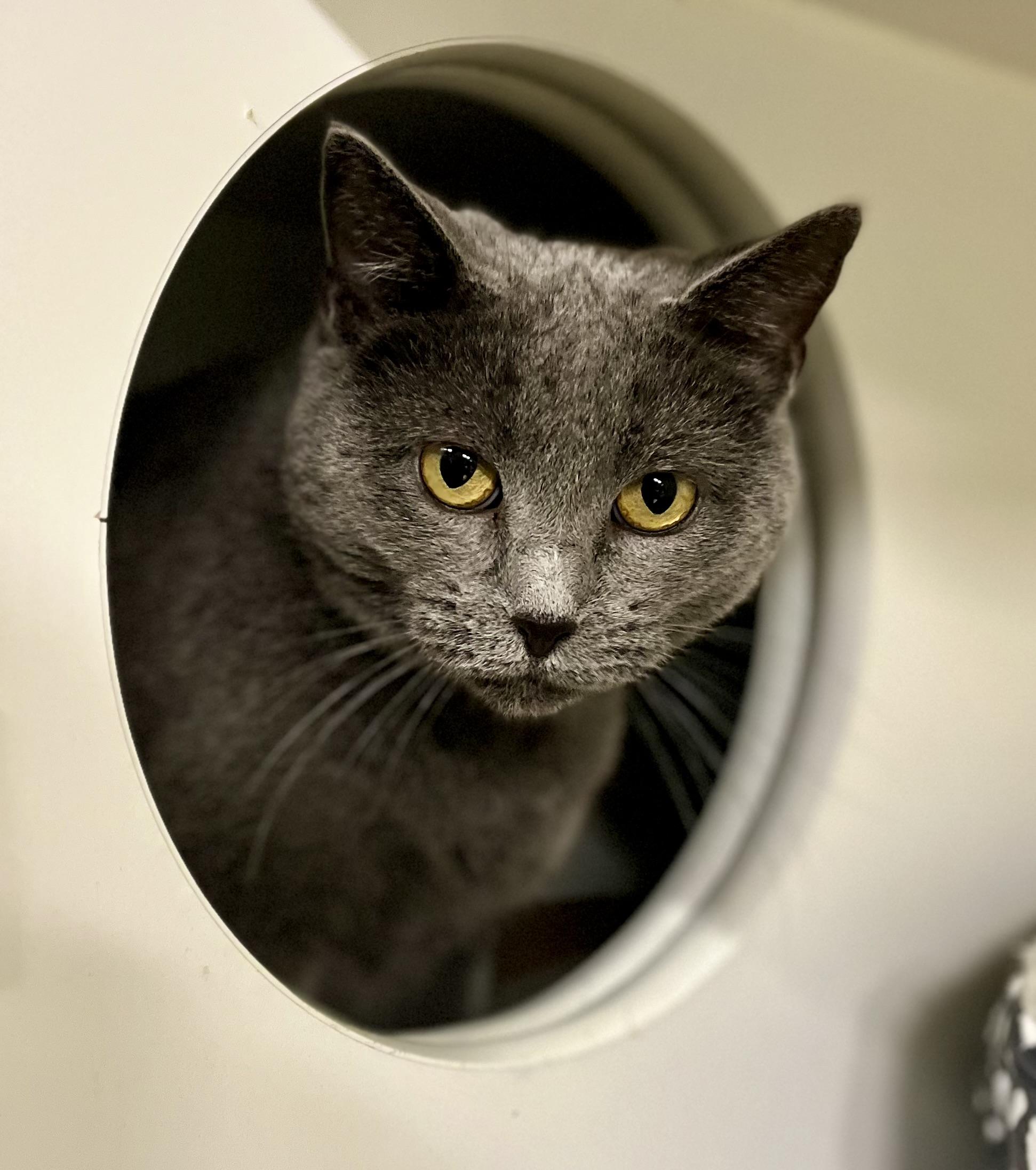 Neala, a Adoptable Domestic Short Hair in Seville, OH image 2/4