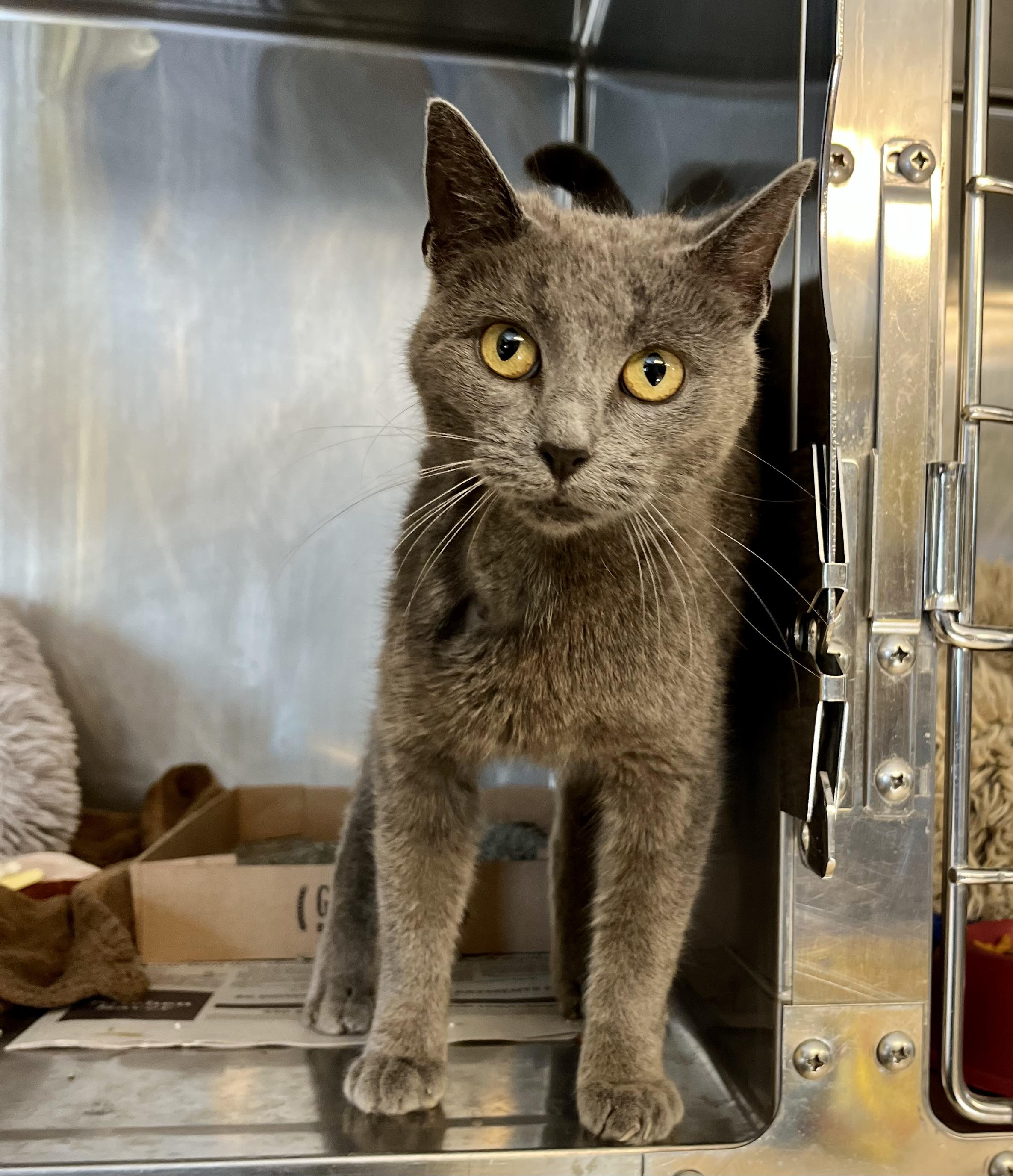 Neala, Adoptable, Adult Female Domestic Short Hair.