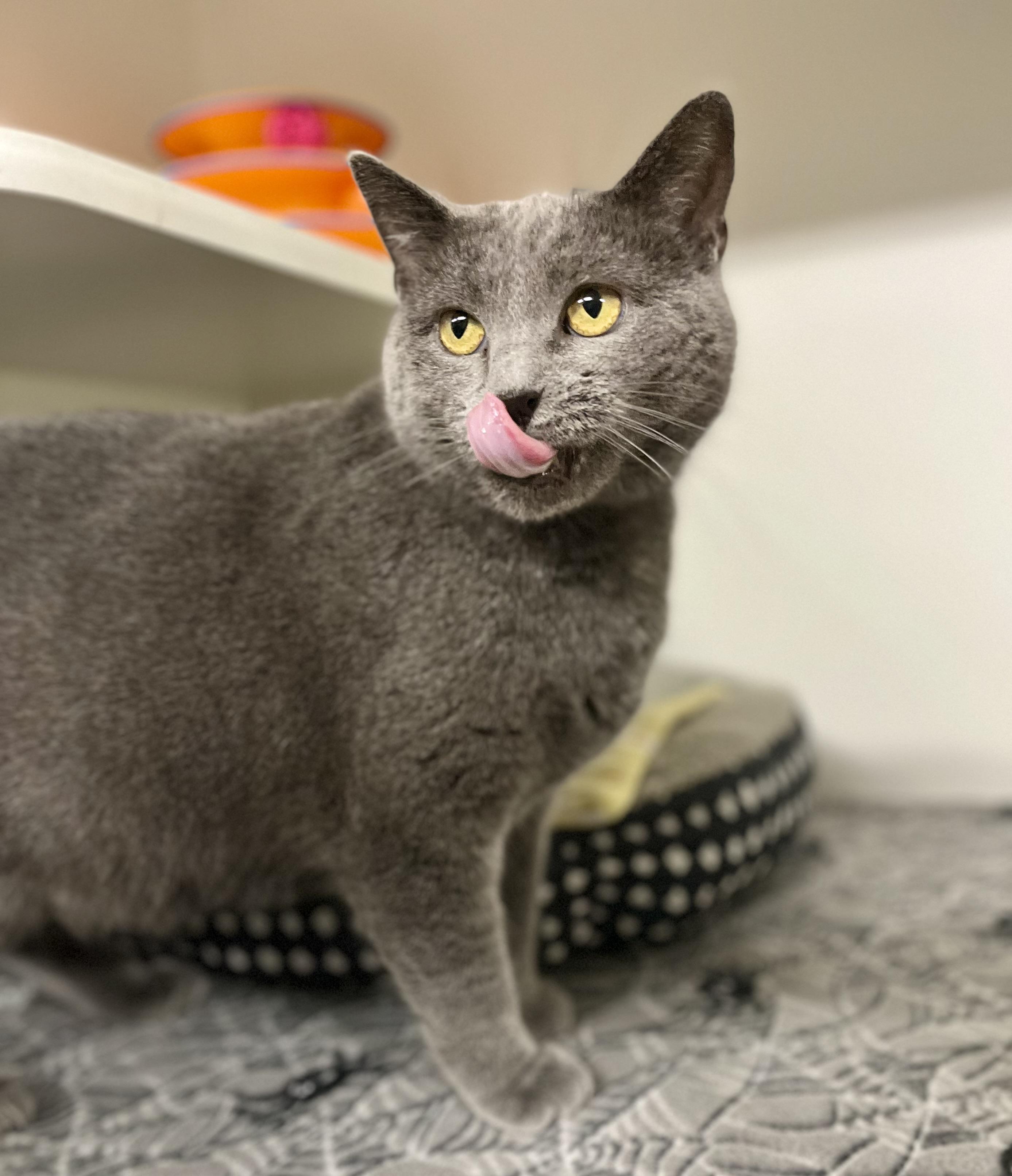 Neala, a Adoptable Domestic Short Hair in Seville, OH image 3/4