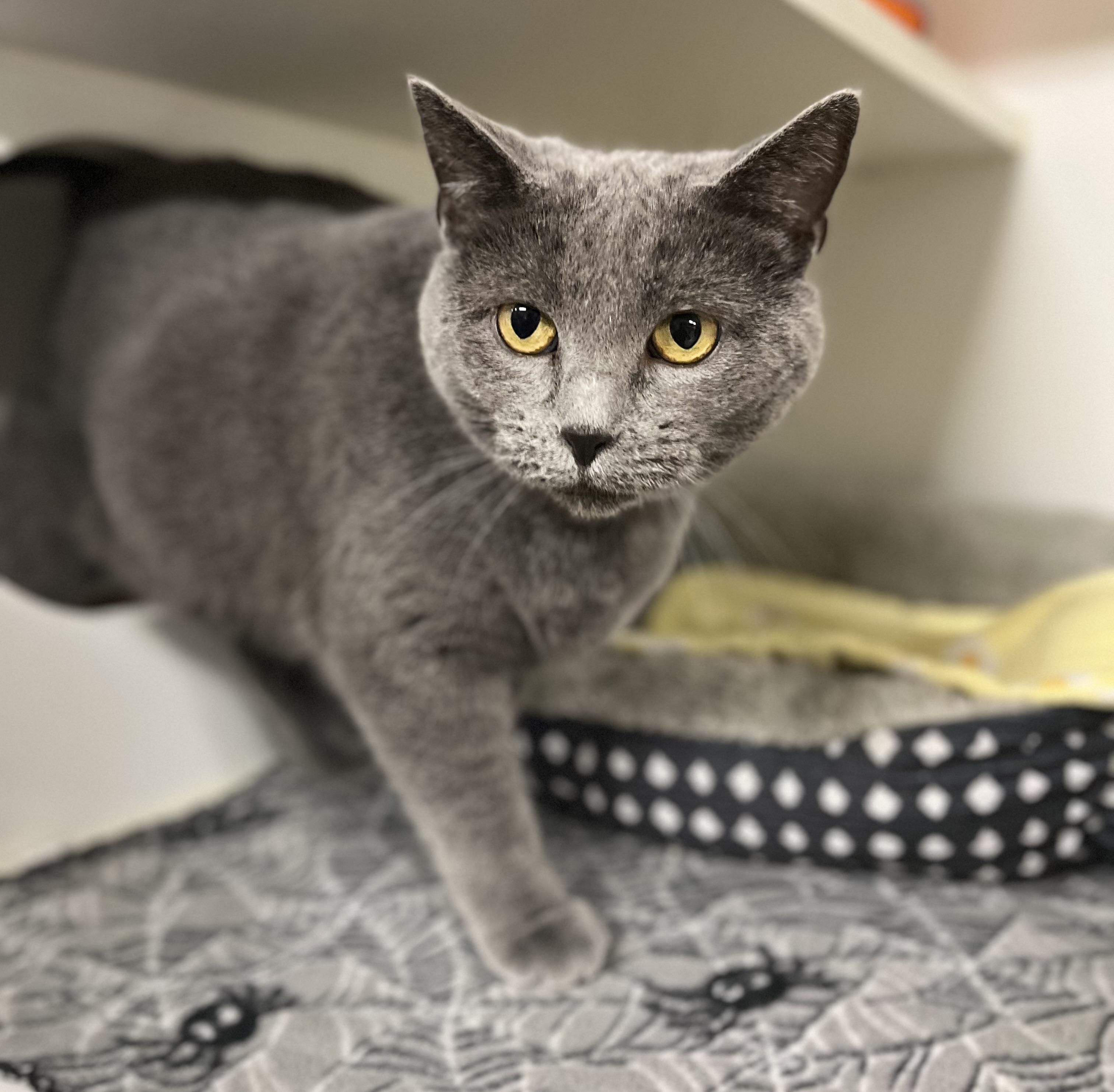 Neala, a Adoptable Domestic Short Hair in Seville, OH image 1/4