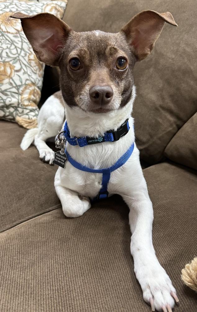 Silo, Adoptable, Adult Male Chihuahua.