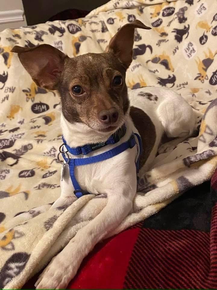 Enlarge Silo, a Adoptable Chihuahua in Mundelein, IL image 2/6