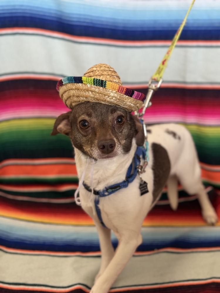 Enlarge Silo, a Adoptable Chihuahua in Mundelein, IL image 3/6