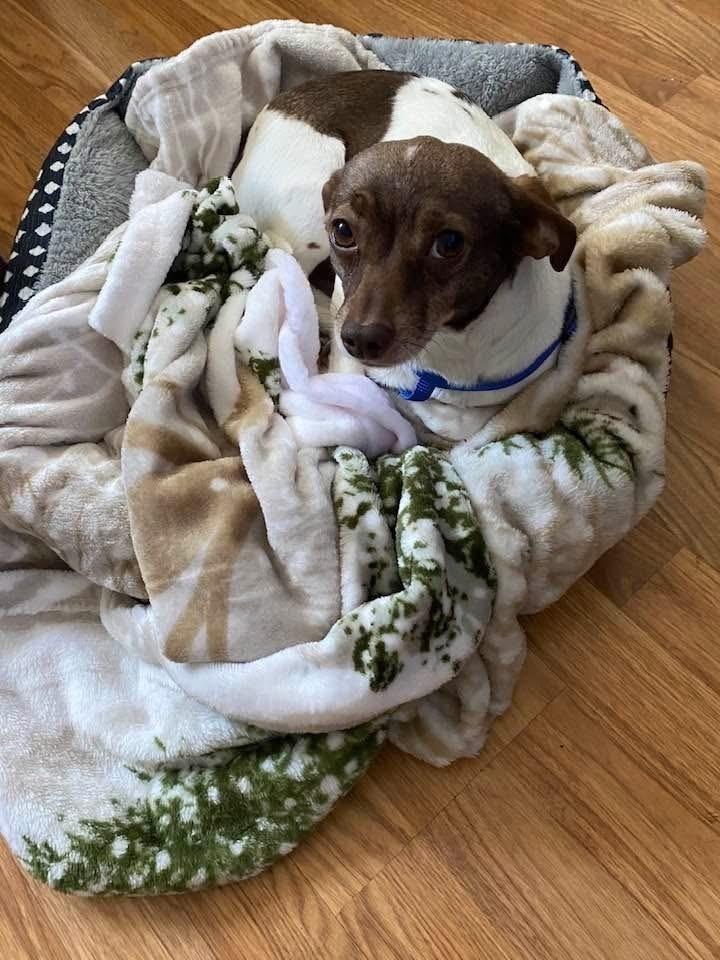 Enlarge Silo, a Adoptable Chihuahua in Mundelein, IL image 4/6