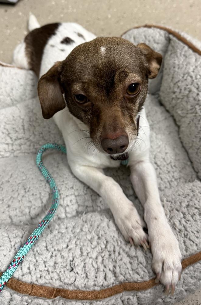 Enlarge Silo, a Adoptable Chihuahua in Mundelein, IL image 5/6