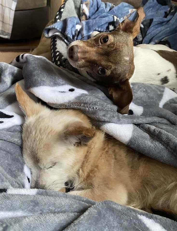 Enlarge Silo, a Adoptable Chihuahua in Mundelein, IL image 5/6