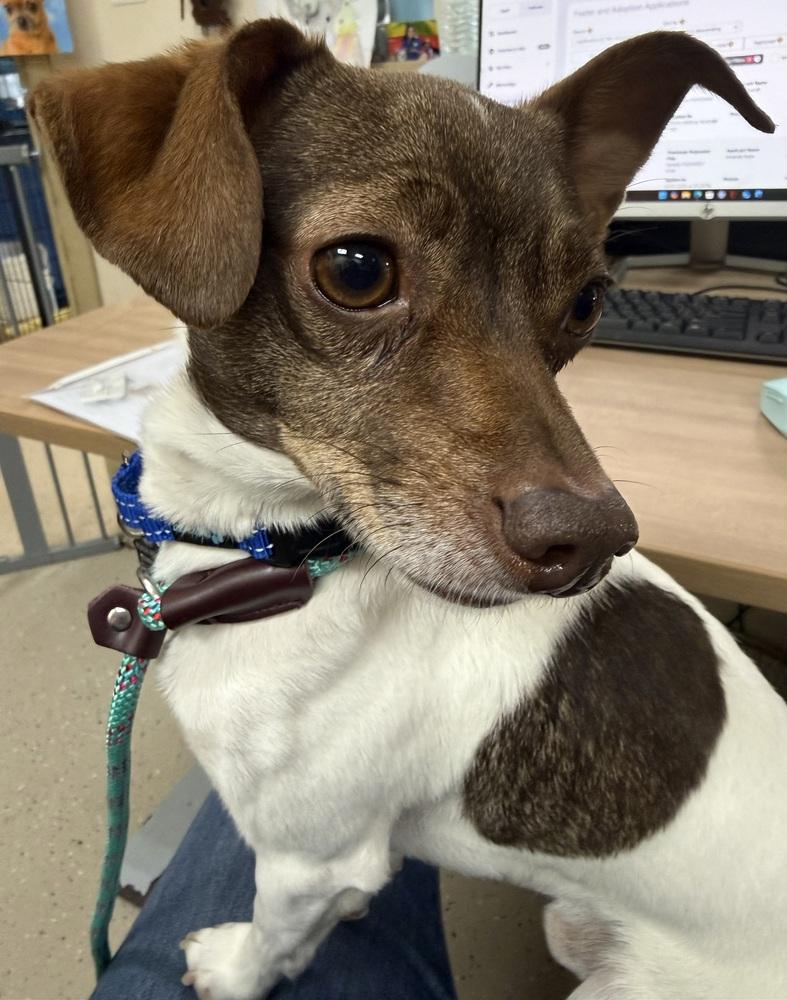 Enlarge Silo, a Adoptable Chihuahua in Mundelein, IL image 6/6