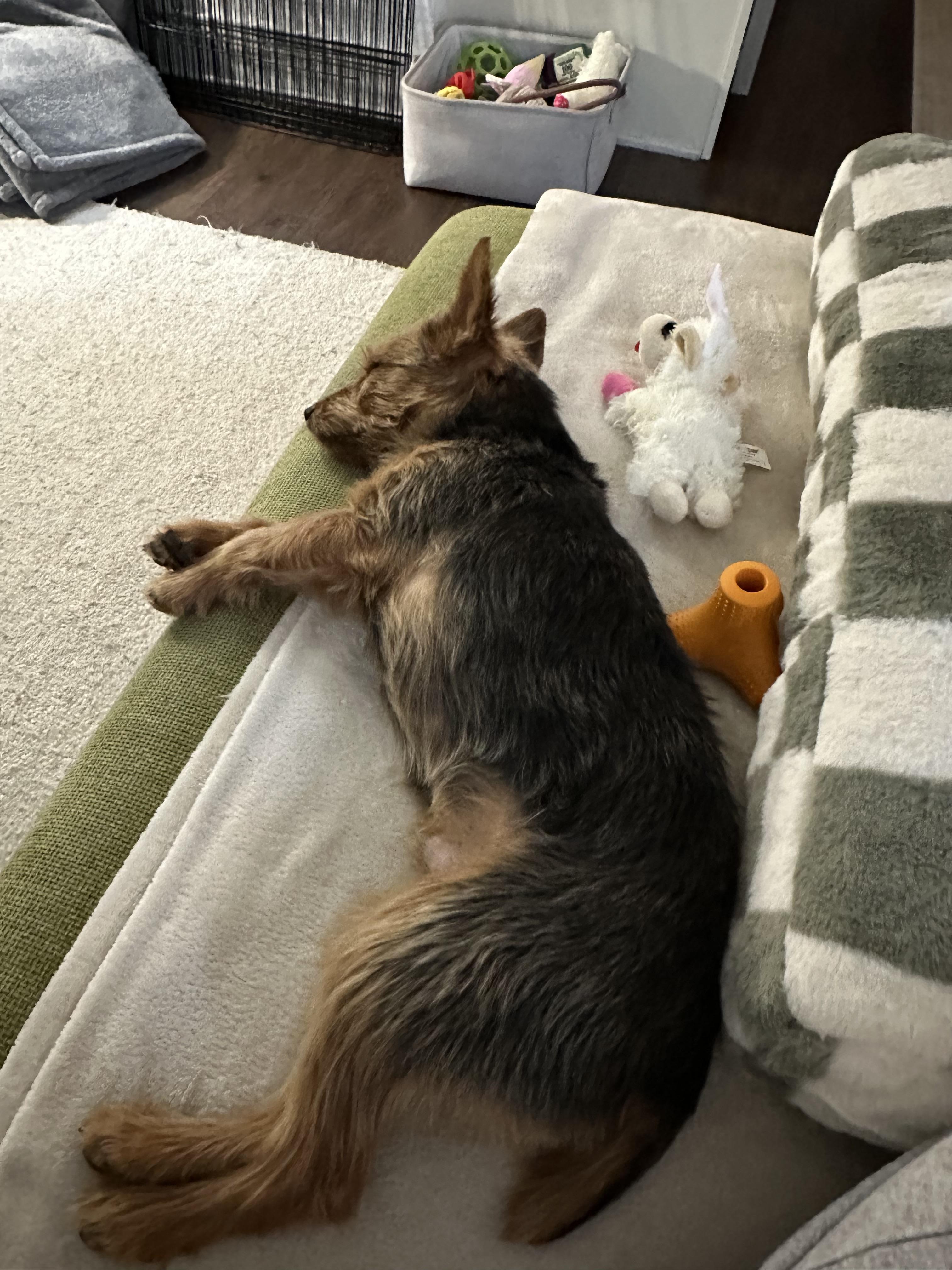 PJ, Adopted, Senior Male Yorkshire Terrier.
