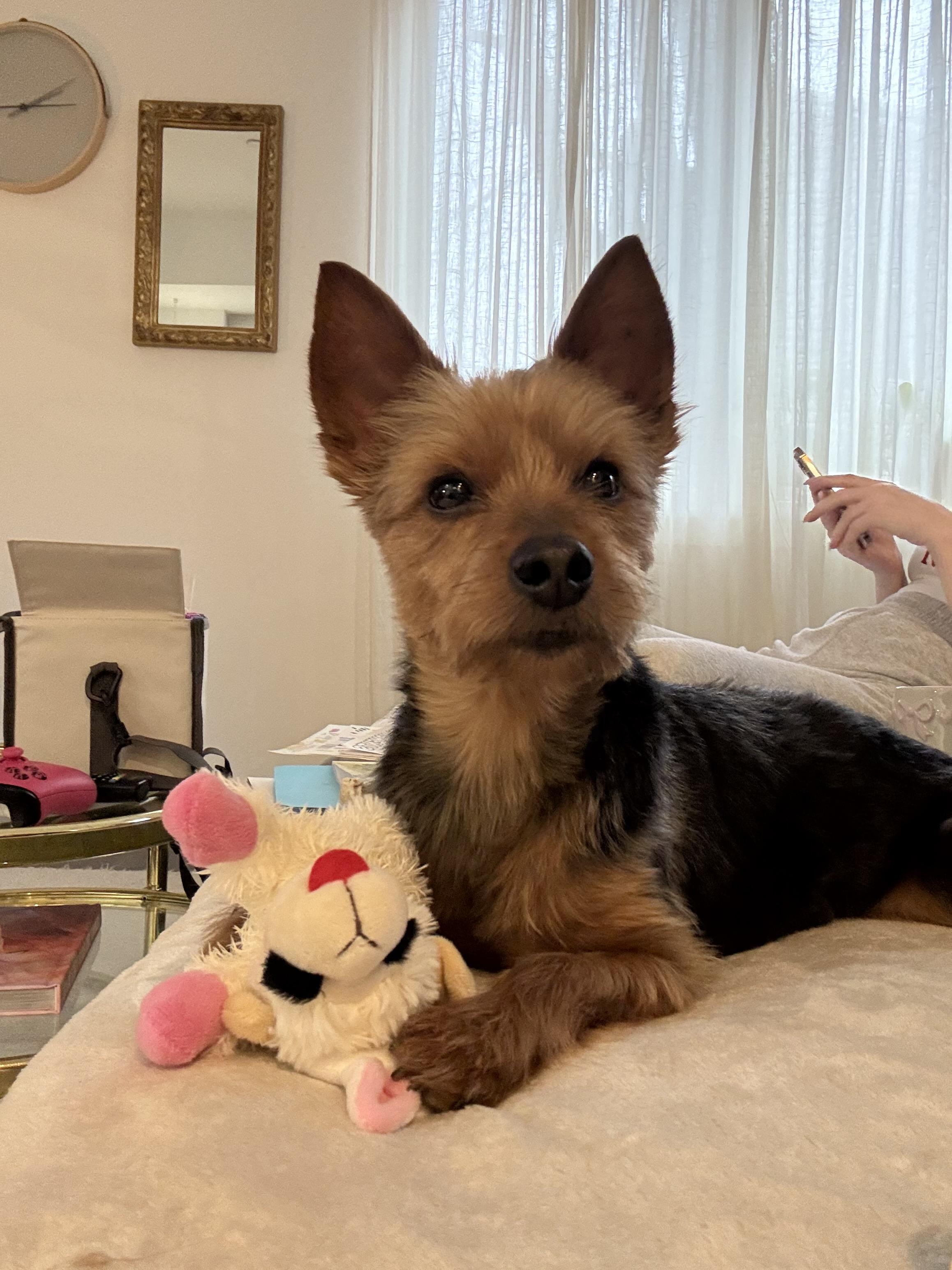Enlarge PJ, a Adopted Yorkshire Terrier in Philadelphia, PA image 2/6