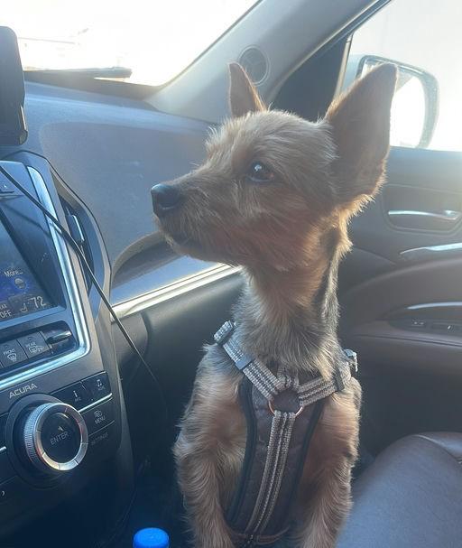 Enlarge PJ, a Adopted Yorkshire Terrier in Philadelphia, PA image 3/6