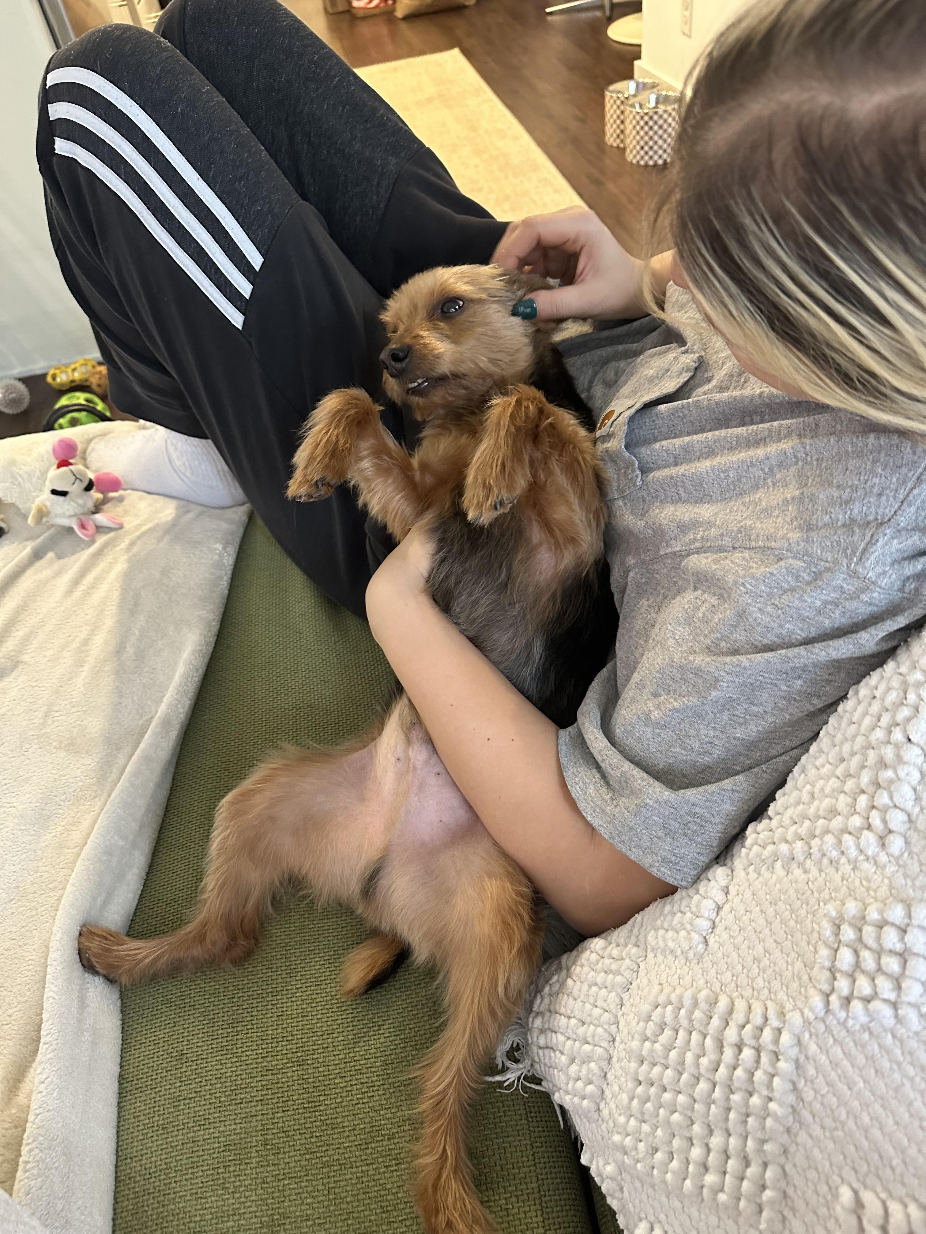 Enlarge PJ, a Adopted Yorkshire Terrier in Philadelphia, PA image 4/6
